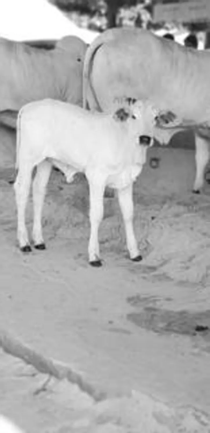 Nesta etapa, devem ser vacinados apenas os animais com até dois anos de vida