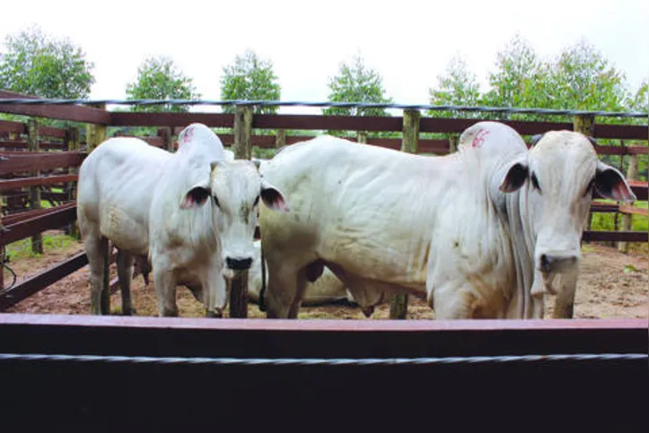 Imagem ilustrativa da imagem DICA RURAL - (09 e 10/11/2019)