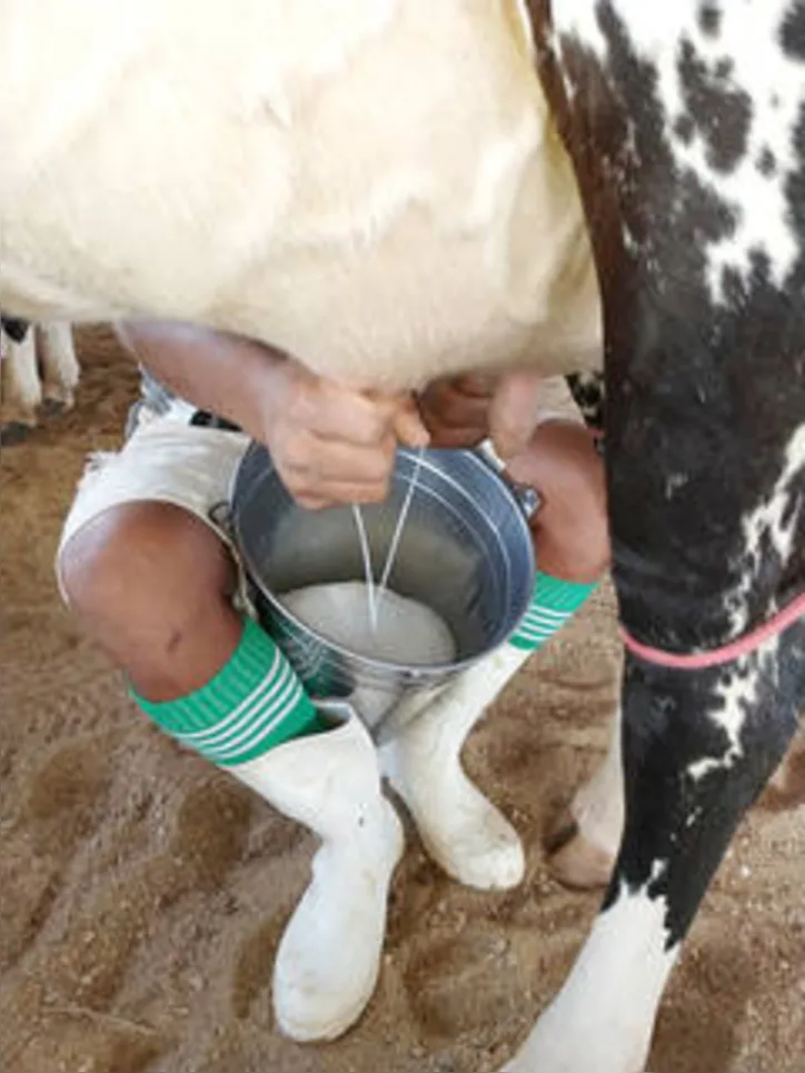 Imagem ilustrativa da imagem DICA RURAL - (16 e 17/11/2019)