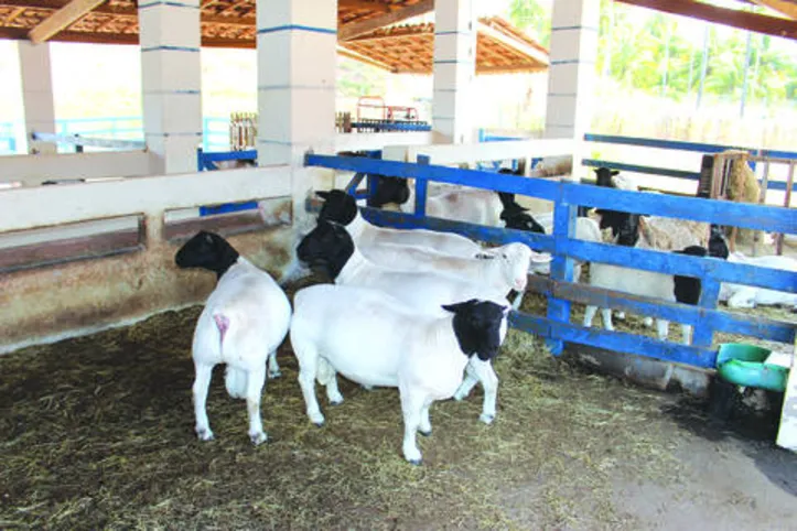 Nacional de ovinos promete aquecer o mercado alagoano