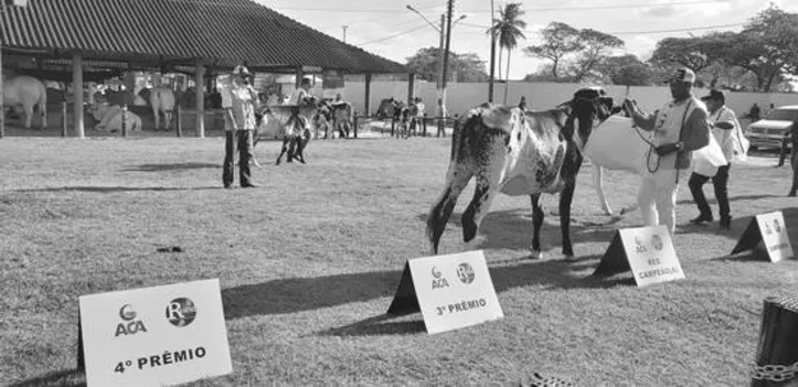 Animais das raças leiteiras foram destaque nos julgamentos da Expoagro