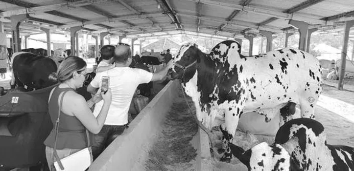 Expoagro reuniu a elite da raça nelore no Parque da Pecuária