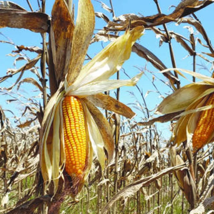 Milho teve produção acima de média por hectare, superando as expectativas dos produtores