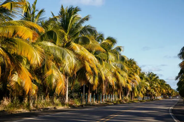 Imagem ilustrativa da imagem INCENTIVO DE RENAN FILHO A IMPORTAÇÃO FAZ ENCALHAR PRODUÇÃO DE COCOS EM ALAGOAS