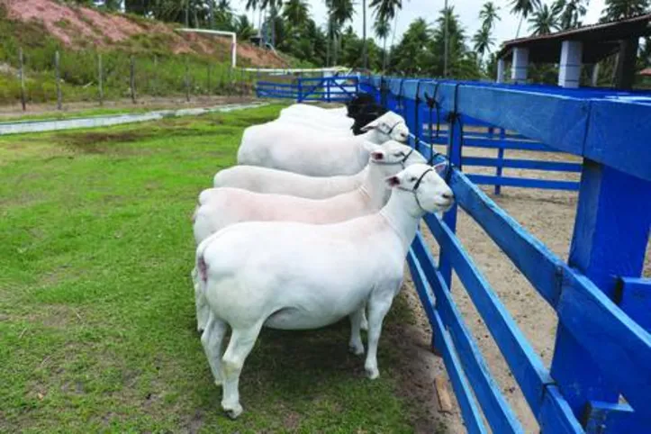 Plantel de ovinos do Estado conta com mais de 296 mil animais de raças variadas