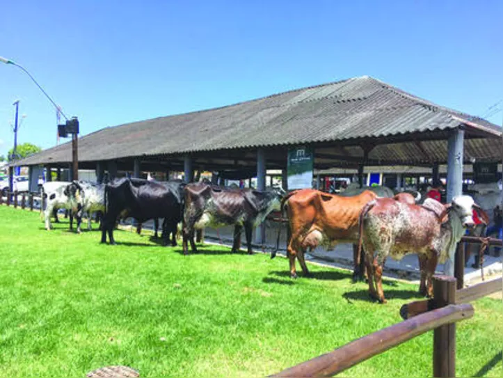 Animais de criatórios do Estado são destaque nas exposições pelo alto desempenho de produção de leite