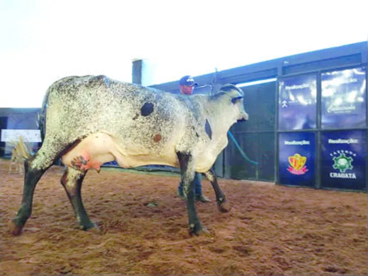 Leilão Mais Leite vai ofertar a elite de animais de alta genética