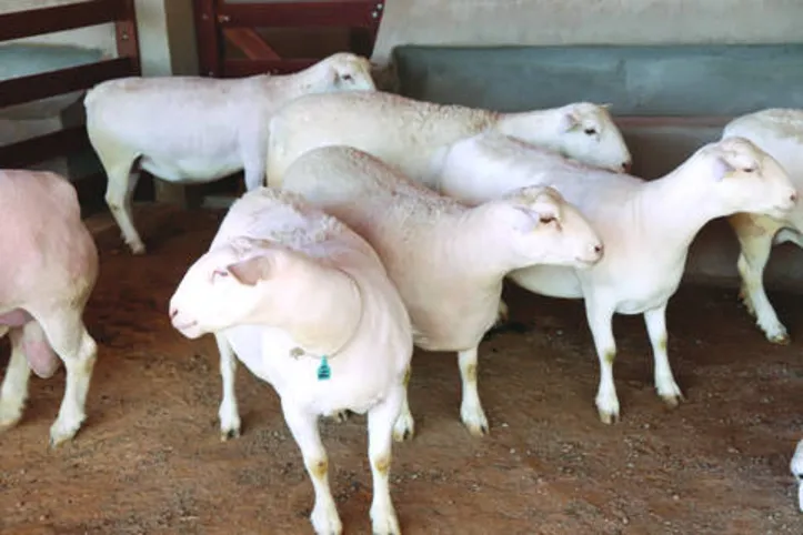 Investimento em melhoramento genético tem garantido alto desempenho dos ovinos
