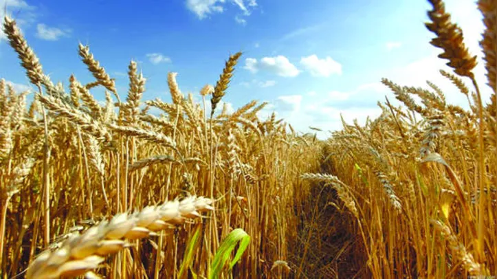 Trigo se torna uma nova aposta para o cultivo de grãos em Alagoas