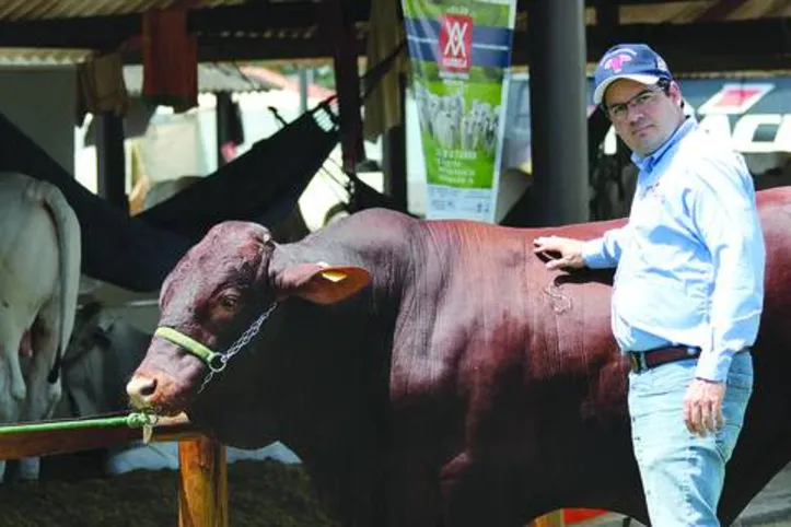 Imagem ilustrativa da imagem Raça Santa Gertrudis na Expoagro