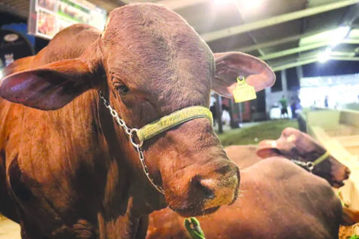 Animais expostos estão à venda durante os dez dias da exposição