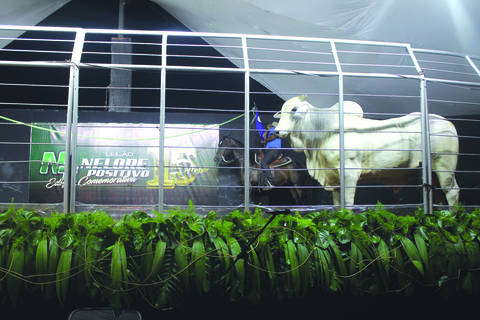 No total, foram 433 animais comercializados na exposição