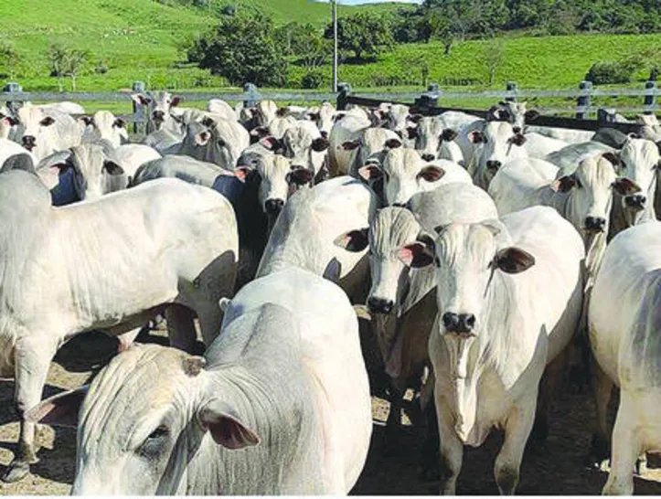 As exportações de carne bovina foram recordes em novembro