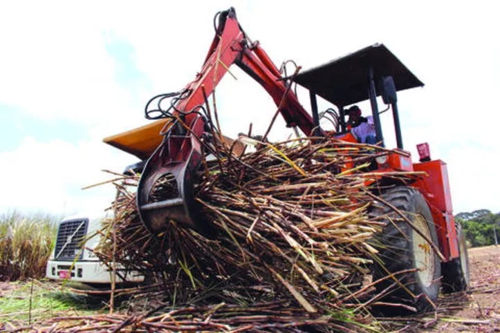 Imagem ilustrativa da imagem Ano de 2019 marca avanços na agropecuária