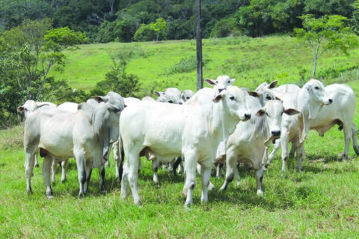 Imagem ilustrativa da imagem Ano de 2019 marca avanços na agropecuária