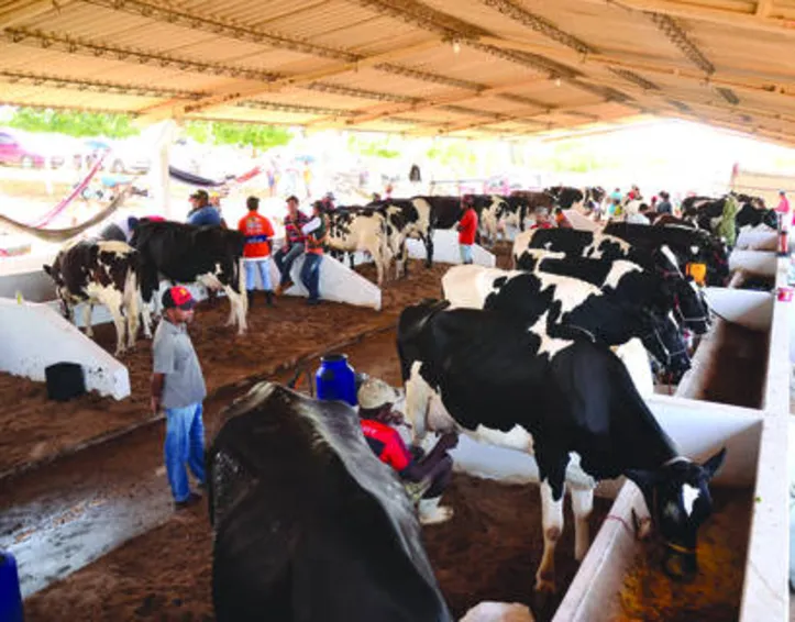 Imagem ilustrativa da imagem Ano de 2019 marca avanços na agropecuária