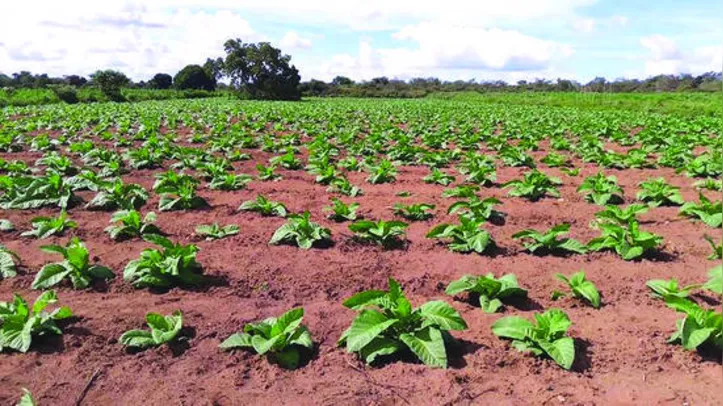 Fumicultura ocupa hoje apenas 30% da área que era plantada no passado