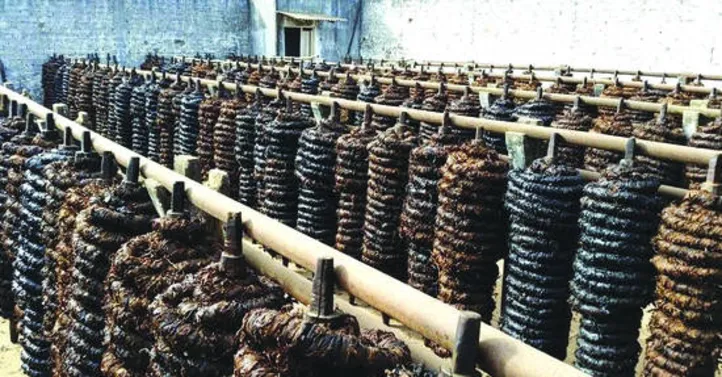 Após a colheita, folhas de fumo são transformadas em corda para ser comercializadas