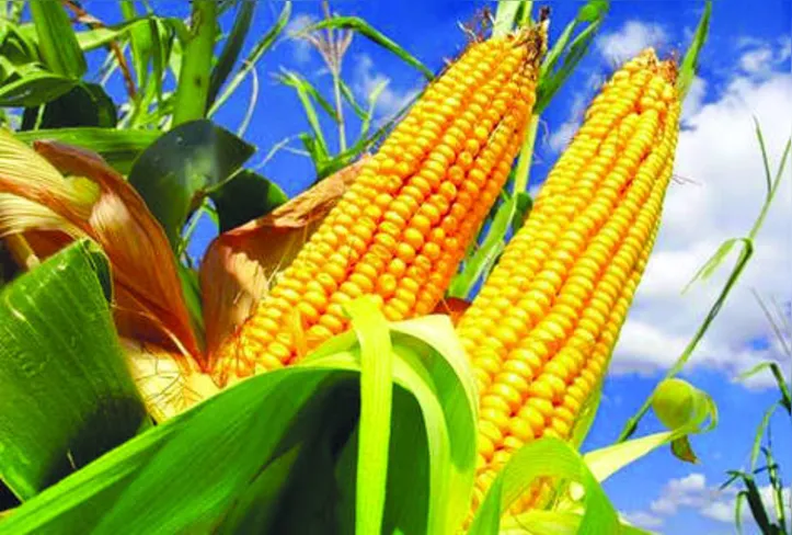 Imagem ilustrativa da imagem DICA RURAL - 18 e 19/01/2020