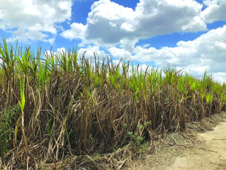 Canaviais são penalizados pela falta de chuva e que reduz produtividade da planta