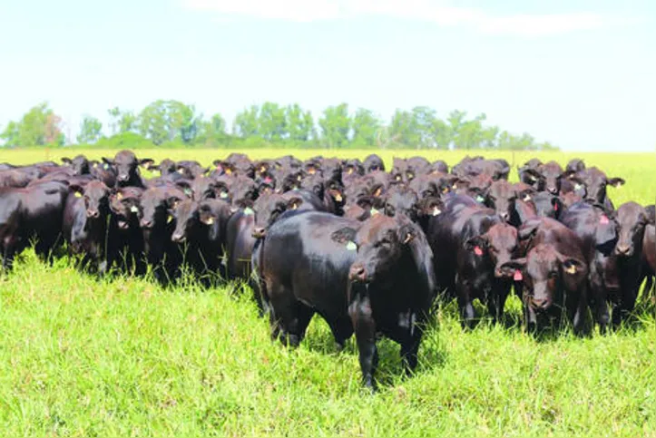 Projeto Bovinocultura de Corte atua junto aos pecuaristas na conquista o alto grau de gestão; raça angus faz parte da ação