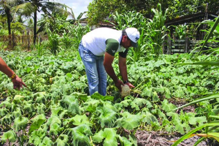 Medida tem a finalidade de desburocratizar e ampliar o acesso dos agricultores familiares ao crédito fundiário