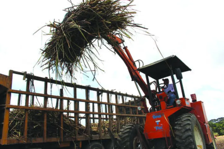 Safra deve ter uma produção superior a 18 milhões de toneladas de cana