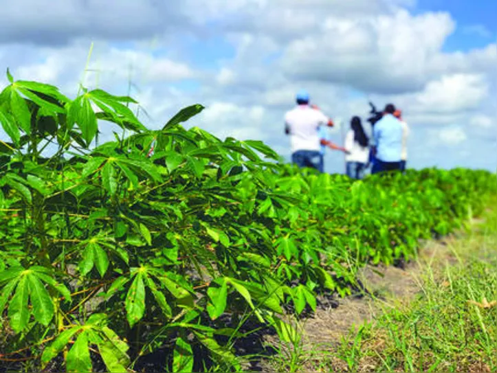 Clima será favorável à lavoura e pecuária em Alagoas com chuva acima da média