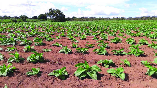 Fumicultura ocupa hoje apenas 30% da área que era plantada no passado