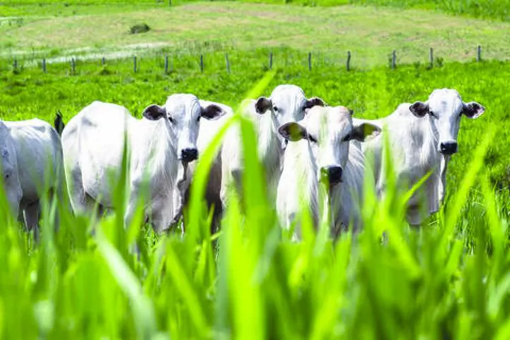 Imagem ilustrativa da imagem DICA RURAL - 29/02 e 01/03/2020