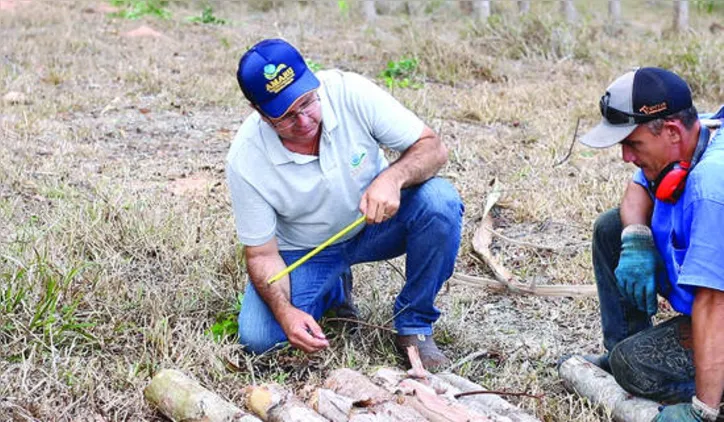 Shirlan Madeiro destaca sucesso da plantação de eucalipto em Alagoas que conta com uma área de 17 mil hectares