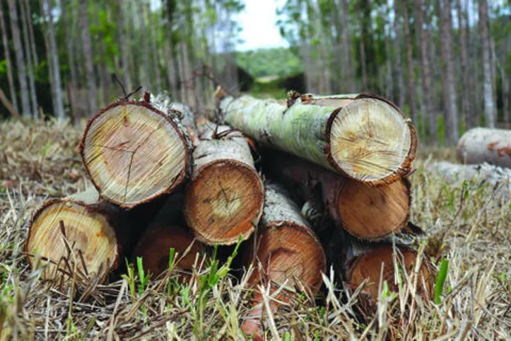 Mercado paga, por cada unidade de mourão, cerca de R$ 65, incentivando uma demanda aquecida