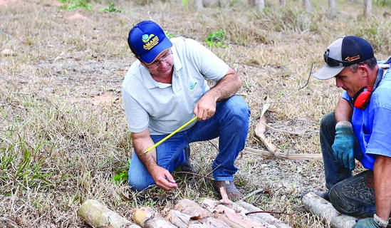 Shirlan Madeiro destaca sucesso da plantação de eucalipto em Alagoas que conta com uma área de 17 mil hectares