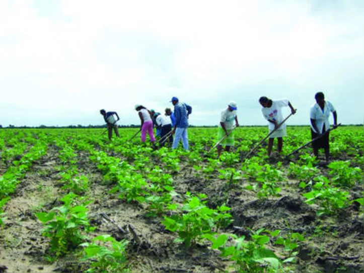 Agricultores familiares foram penalizados no ano passado com a não execução do programa de sementes