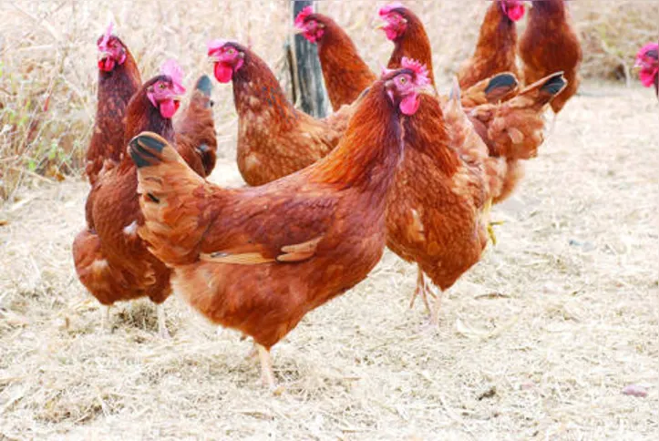 Imagem ilustrativa da imagem DICA RURAL - 14 e 15/03/2020