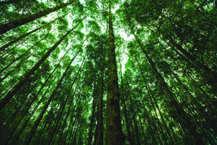 Desde o ano 2001, o valor da produção alcançado pela soma dos produtos das florestas plantadas vem superando a extração vegetal