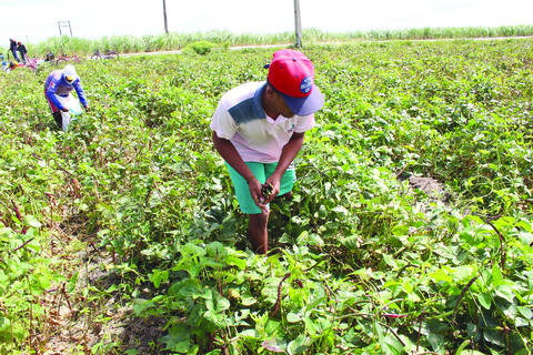 Valor do recurso autorizado para agricultores de março até o mês de julho chegará a R$ 65 milhões