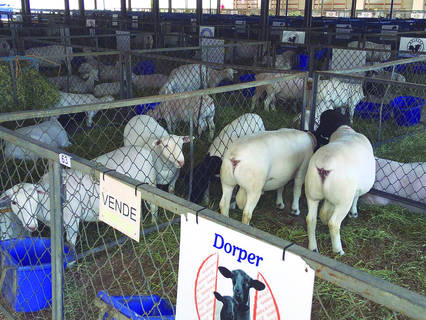 Exposição de ovinos também fará parte da Expoagro 2020