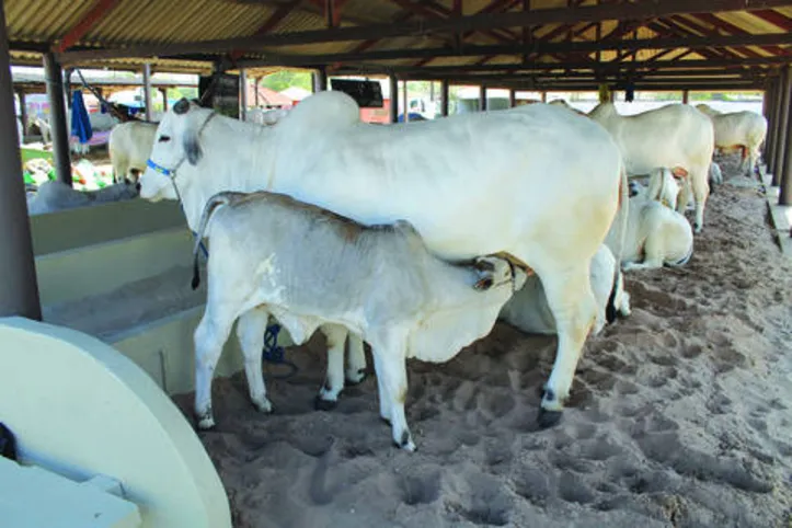 Expoagro ocorrerá no período de 24 de outubro a 1º de novembro, no Parque da Pecuária