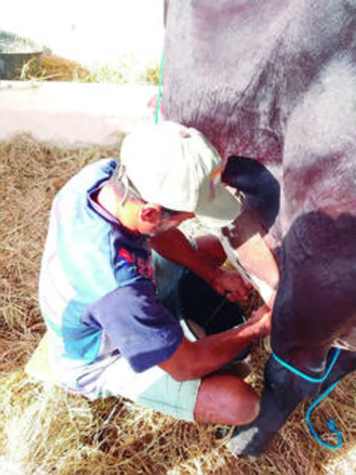 Programa é executado pela Secretaria de Agricultura com a participação de seis cooperativas, 72 associações de produtores de leite e mais mil instituições públicas ou filantrópicas responsáveis pela entrega do produto aos beneficiários