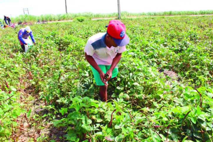 Medidas foram solicitadas pelo Ministério da Agricultura para ajudar agricultores familiares