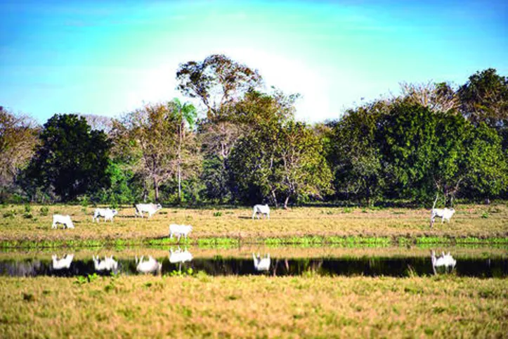 Colegiado vai trabalhar no fortalecimento da sustentabilidade do setor agropecuário brasileiro
