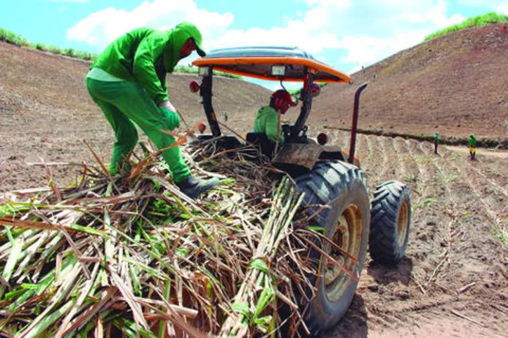 Chuvas estimulam o plantio de cana em Alagoas