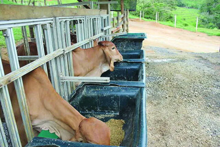 Imagem ilustrativa da imagem DICA RURAL (02 e 03/05/2020)