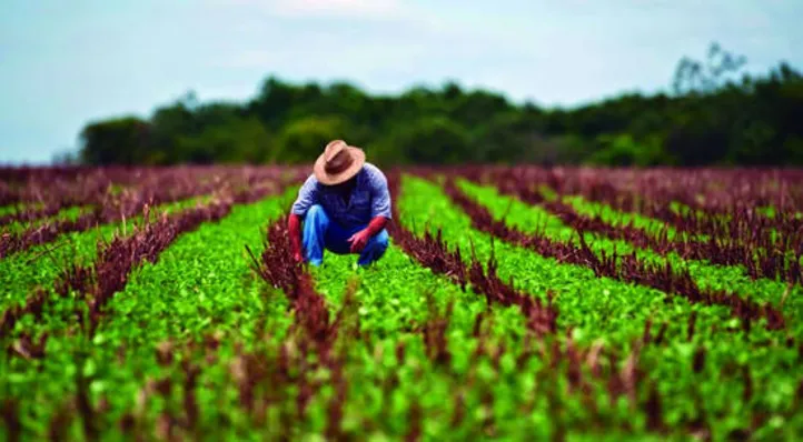 Imagem ilustrativa da imagem DICA RURAL (04 e 05/07/2020)