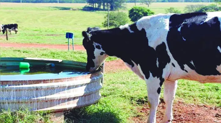 Imagem ilustrativa da imagem DICA RURAL (08 e 09/08/2020)