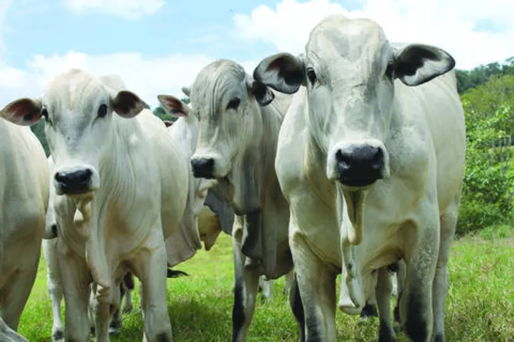Imagem ilustrativa da imagem DICA RURAL (11 e 12/04/2020)