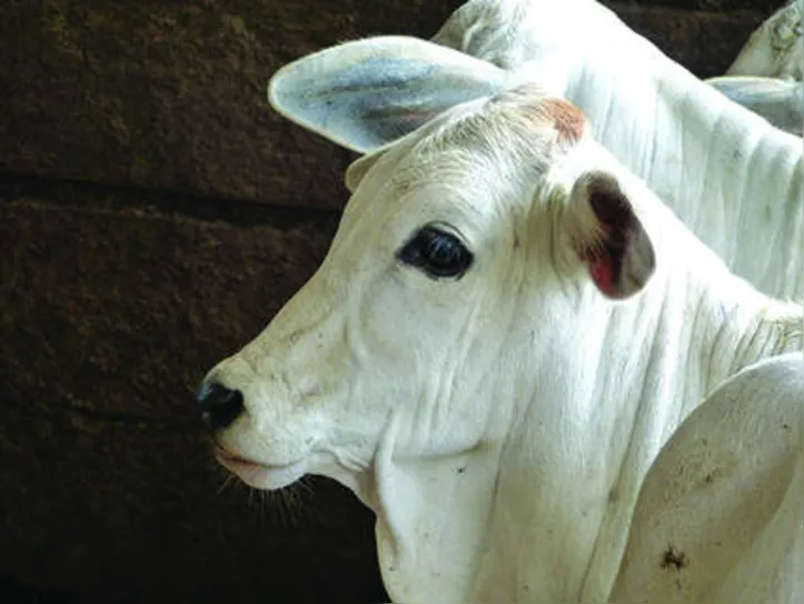 Imagem ilustrativa da imagem DICA RURAL (16 e 17/05/2020)