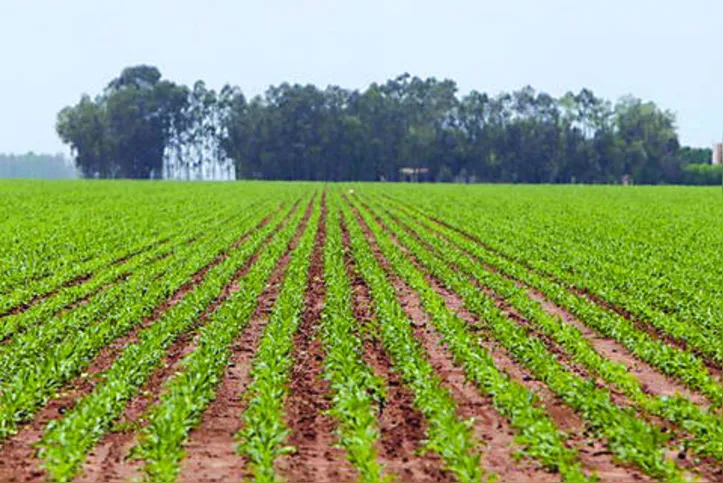 Imagem ilustrativa da imagem DICA RURAL (25 e 26/04/2020