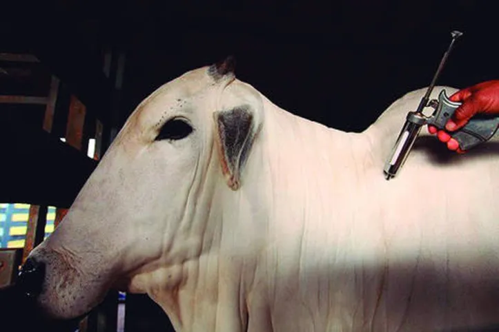 Imagem ilustrativa da imagem DICA RURAL (27 e 28/06/2020)